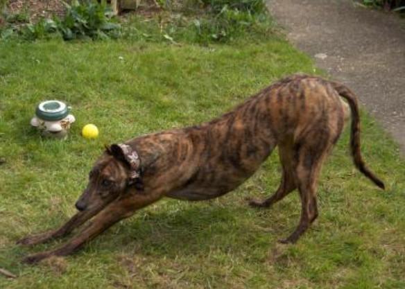 這種狗叫做靈緹犬針對狗狗的奔跑速度飼養獵犬的人士,看