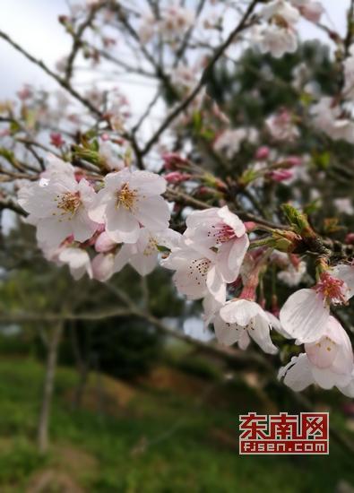 南安看樱花「淮安花海」