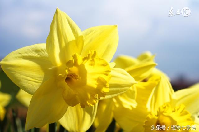 花友在花盆里放了它，花花们从来不遭受病虫害的欺负，它就是1