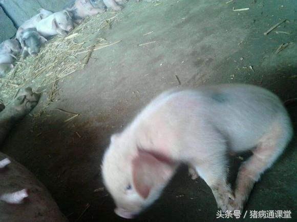 猪跳舞(猪跳舞视频)