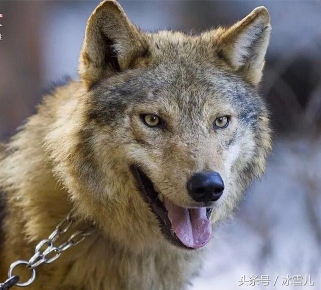 电影血狼犬蓝波(血狼犬蓝波电影解说)_手工miao