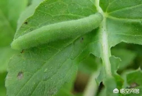 萝卜白菜上菜青虫猖獗，又不想打农药，有什么土办法能防治？