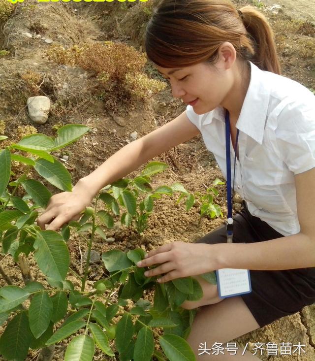 核桃树除草剂正确施用技术，搞错后果不堪设想！