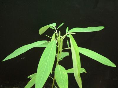 小果子跳舞(小果子跳舞)