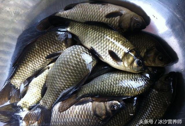 鲫鱼鱼鳞营养