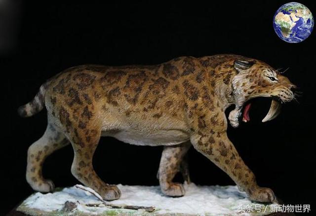 世界上最大的剑齿虎,史前巨兽探秘剑齿虎