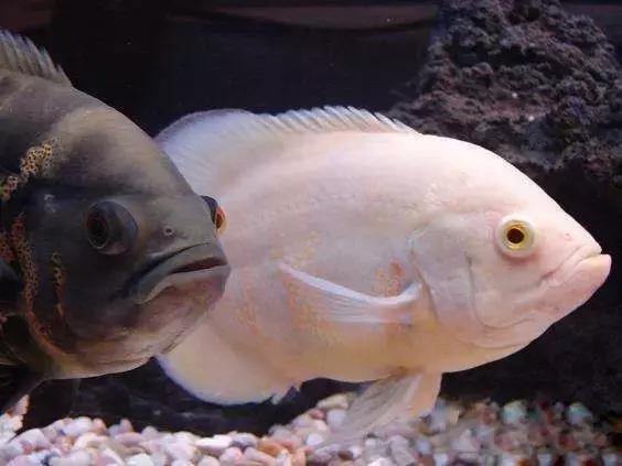 白化虎头鲨不吃食求大神解救(白化虎头鲨难养啊)-天晟网