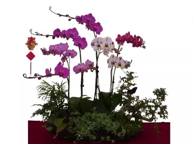 花市买的盆栽蝴蝶兰能活多久（花市蝴蝶兰那么漂亮）(13)