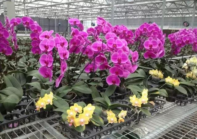 花市买的盆栽蝴蝶兰能活多久（花市蝴蝶兰那么漂亮）(1)