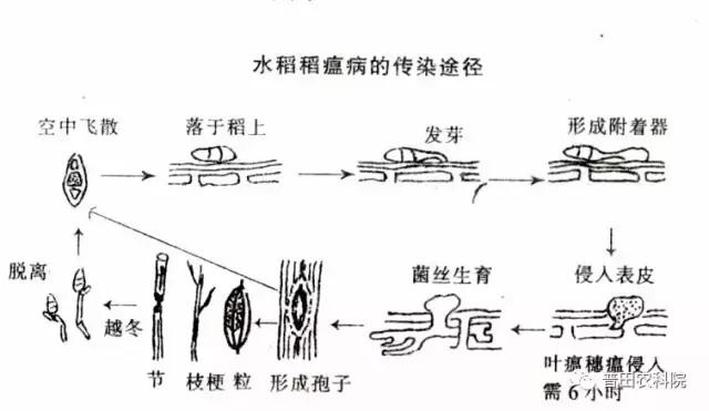 庄稼患上了稻瘟病，几乎颗粒无收，如何防治很重要！2