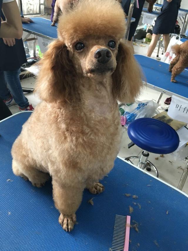 狗狗怎么剪毛长得快(给狗狗剪毛怎么让它不动)-艾拉养犬