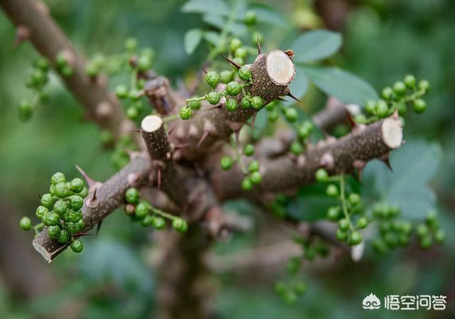 名贵药材种植