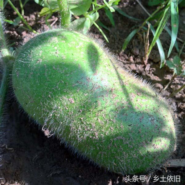 种植冬瓜这两种病害要注意，否则损失惨重4