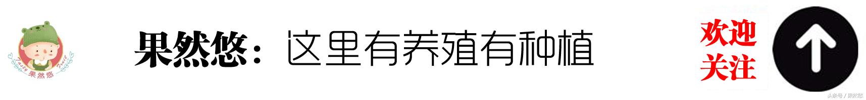 除冬小麦阔叶杂草（荠菜、播娘蒿、藜）我只认这个药！年年用！1