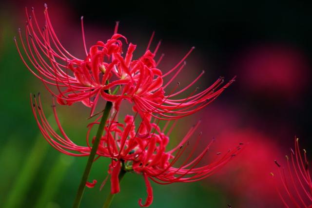 石蒜花 石蒜花（石蒜花有几种颜色） 生活