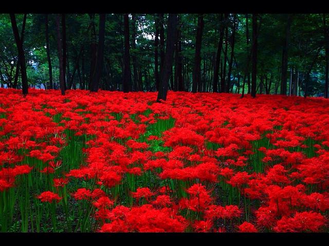 石蒜花 石蒜花（石蒜花有几种颜色） 生活