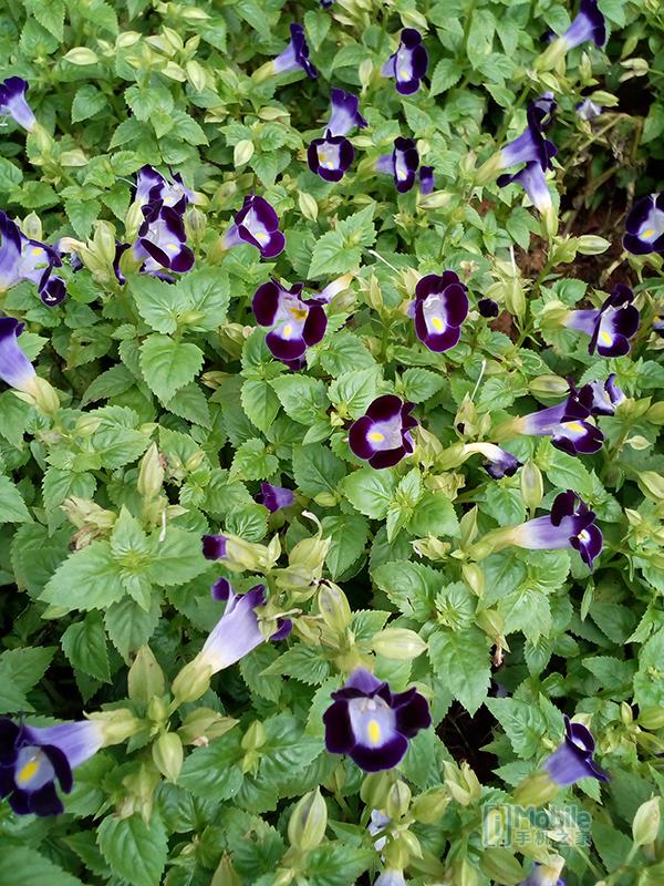 [动感安卓渠道]，酷比手机能装微信吗