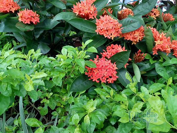 [动感安卓渠道]，酷比手机能装微信吗