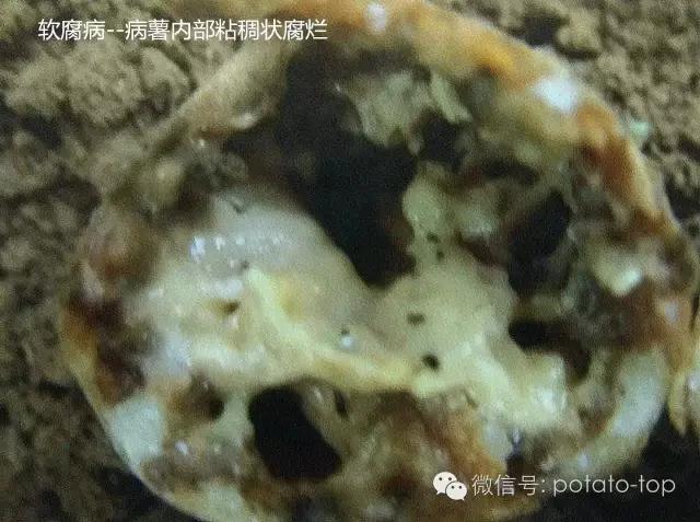 马铃薯储藏病害及其防治措施11