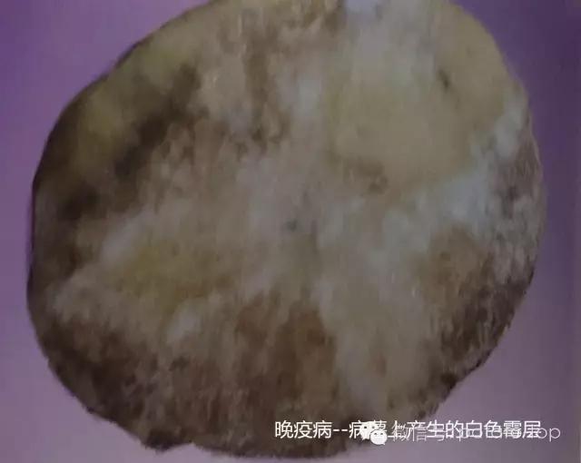 马铃薯储藏病害及其防治措施7