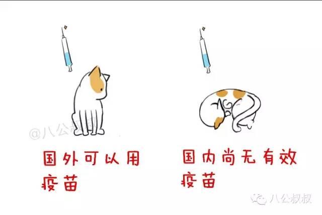 从小养的猫用打疫苗吗（知识）(9)