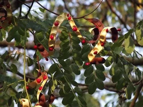 红豆如何变成相思的代名词(红豆变成相思代名词)-锐牛沃德讯息网