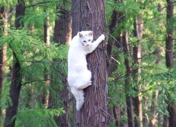 Sally英语什么意思(sally英语什么意思怎么读)