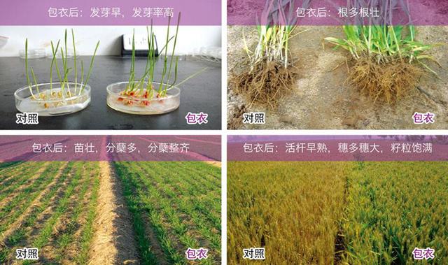 小麦拌种剂常见的3大剂型、4大配方，你了解多少？1