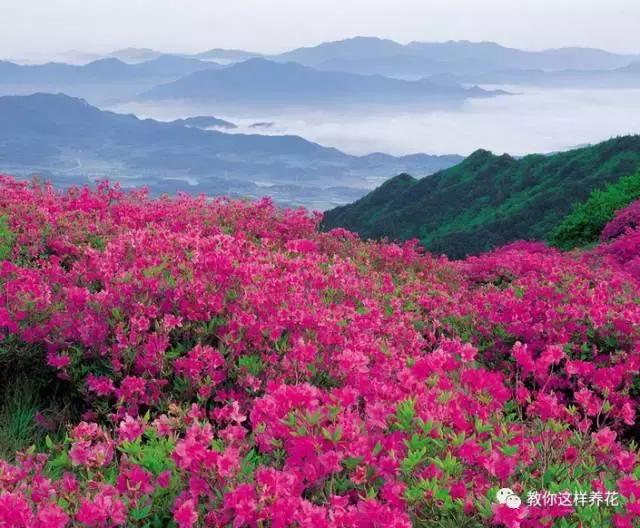 中国国花是什么花