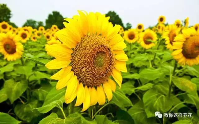 中国国花是什么花 中国国花是什么花（中国正式宣布的国花） 生活