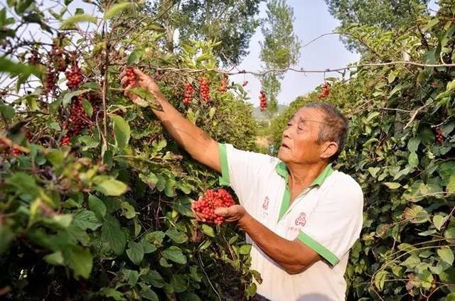 中药种植技术大讲堂：百药“黄金”五味子7