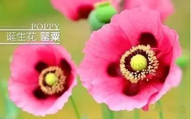 十二星座诞生花 12星座的诞生花 快来看一下你的是什么 酷生活网