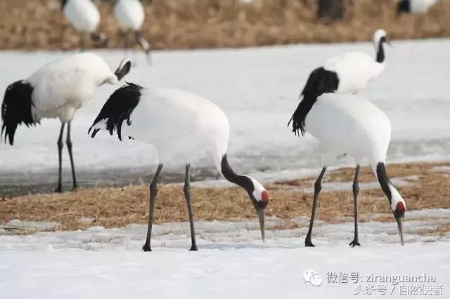 鹤生长在哪里