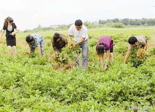 扯花生大结局(孙悟空扯花生)