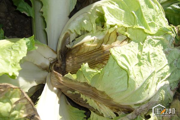 关于一颗白菜，史上最全（栽培管理+病虫害防治+施肥+高清图）11