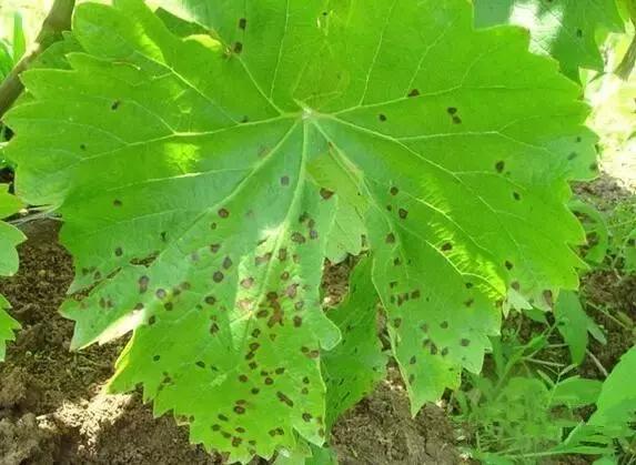 农民朋友注意了！近几天，你家的葡萄树最容易发生这8种病！4