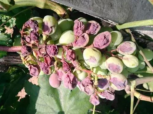 农民朋友注意了！近几天，你家的葡萄树最容易发生这8种病！9
