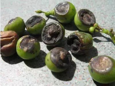 农民朋友注意了！近几天，你家的葡萄树最容易发生这8种病！7