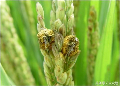 水稻破口期用药：防治稻曲病哪几种药效果好？
