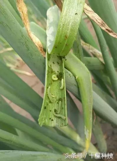 大葱上突然发生绿虫子，啃食葱叶，而且非常难治，怎么办？6