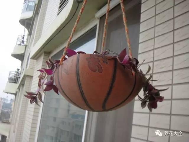 养花技巧