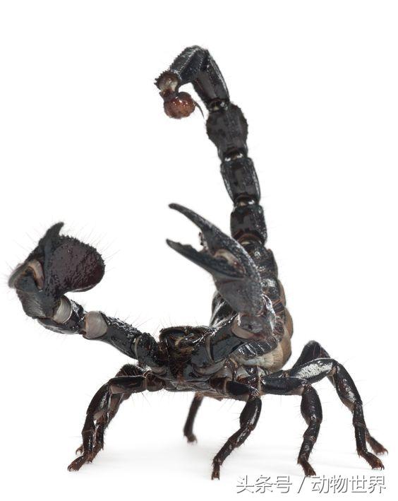 帝王蝎
