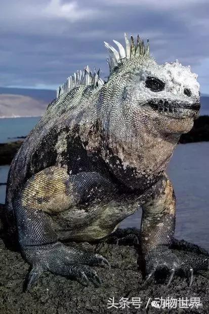 海鬣蜥