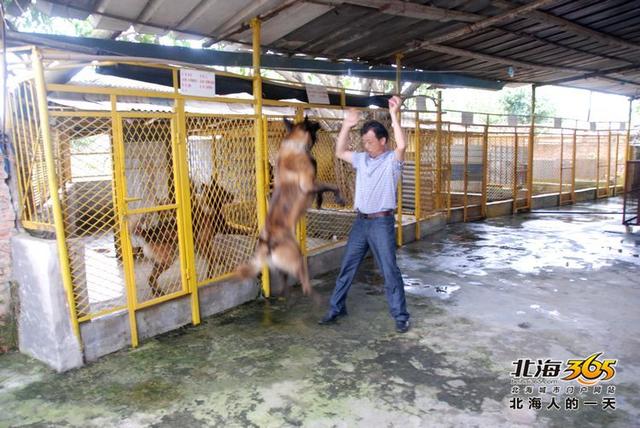 藏獒养殖基地 藏獒养殖基地（藏獒养殖技术） 动物