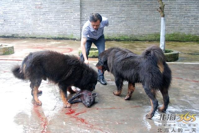 藏獒养殖基地 藏獒养殖基地（藏獒养殖技术） 动物