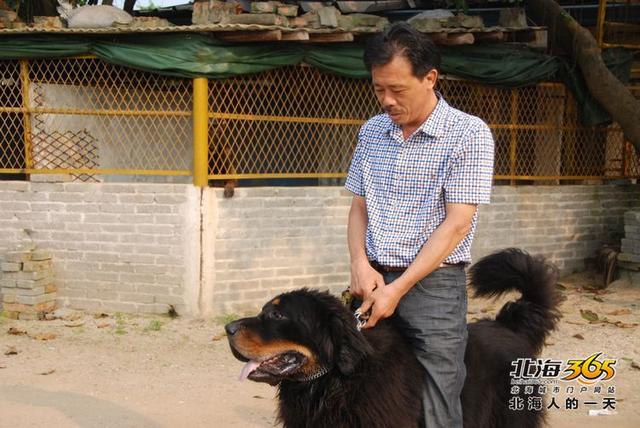 藏獒养殖基地 藏獒养殖基地（藏獒养殖技术） 动物