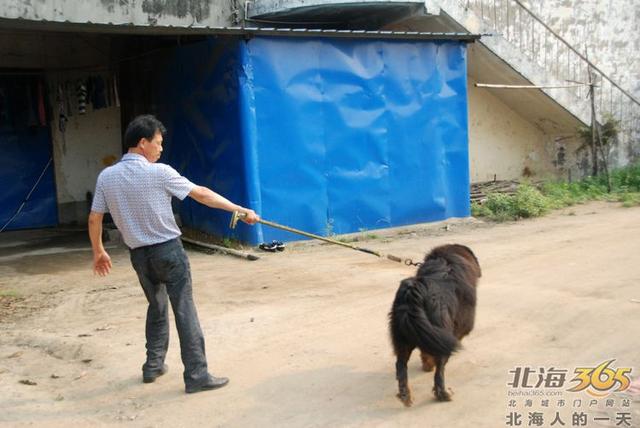 藏獒养殖基地 藏獒养殖基地（藏獒养殖技术） 动物