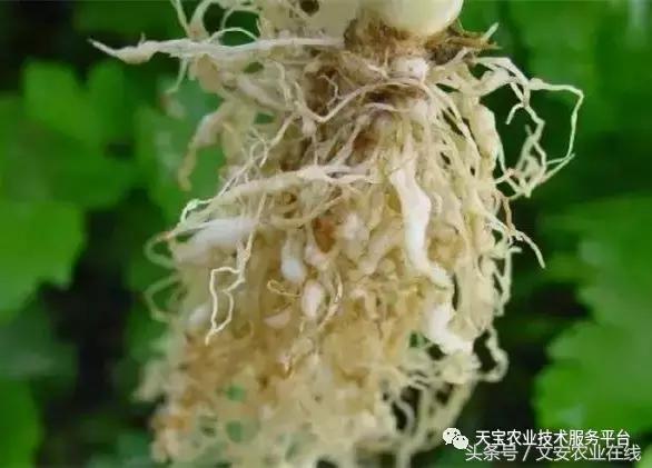 史上最全芹菜高清病害图谱！7