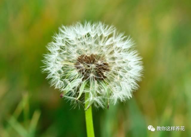 风中花语 风中花语（风中花雨楼） 生活
