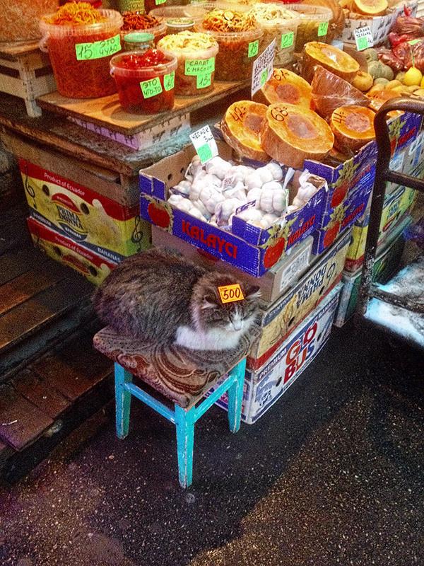 淘狗网